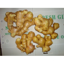 China Fresh Ginger